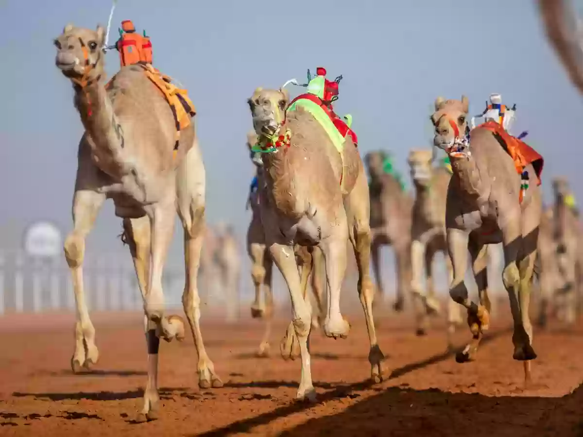 التسجيل في وظائف مهرجان الملك عبدالعزيز للإبل بالسعودية