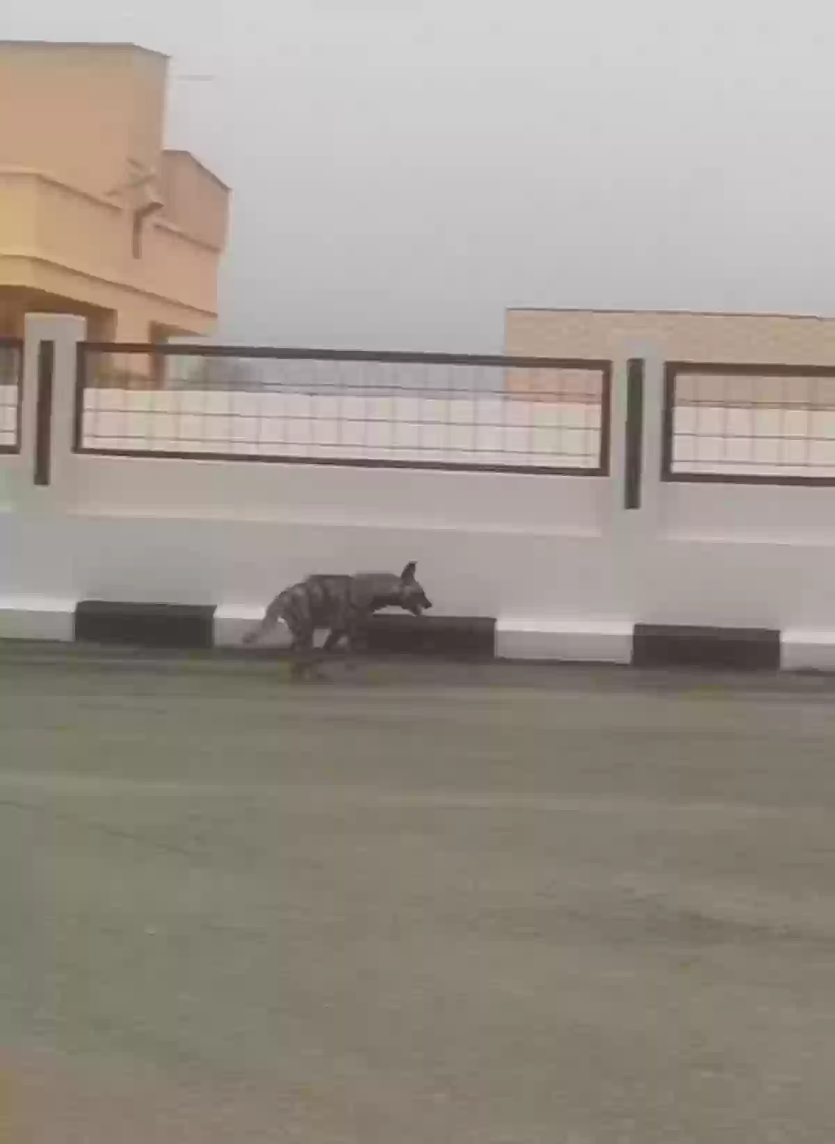 ضبع عسير