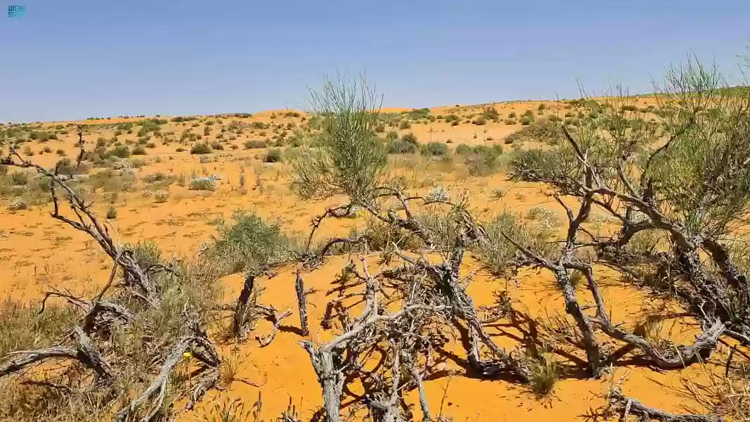 ماذا تعرف عن محمية الامام تركي بن عبدالله