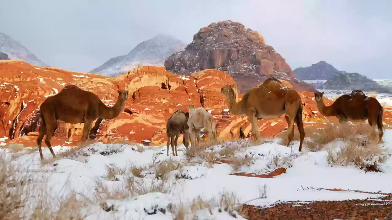  برد شديد على مدن المملكة